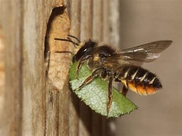 natuureducatie-behangers bij natuureducatie behangers bij