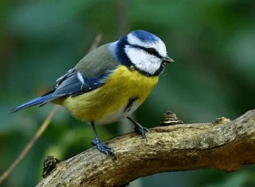 natuureducatie-pimpelmees natuureducatie pimpelmees